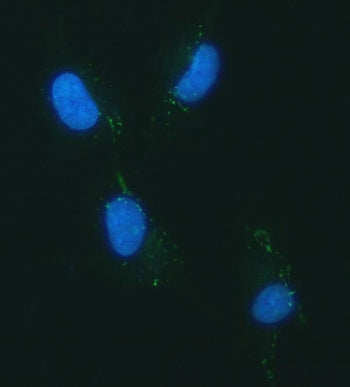 Immunofluorescent staining of FFPE human U-87 MG cells with YKL-40 antibody (green) and DAPI nuclear