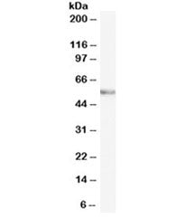 Western blot testing of mouse brain lysate with VANGL2 antibody at 0.3ug/ml. Predicted molecular wei