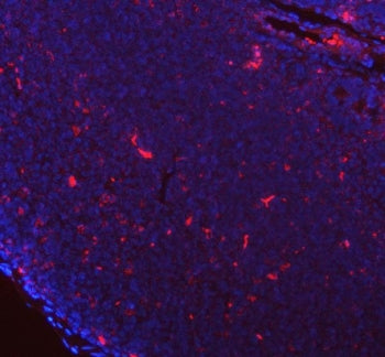 Gilt Antibody / Ifi30
