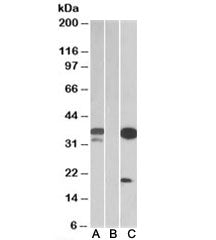 DAPP1 Antibody