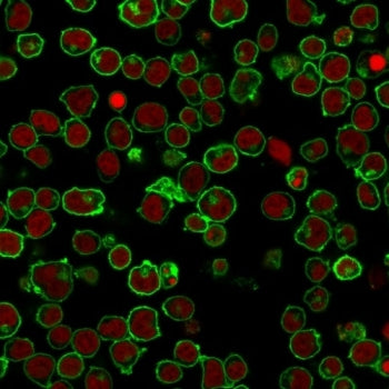 Immunofluorescent staining of PFA-fixed human Jurkat cells with CD45 antibody (clone PTPRC/1461, gre