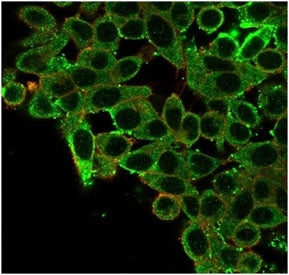 Immunofluorescent staining of PFA-fixed human HeLa cells using CNOT10 antibody (green, clone PCRP-CN