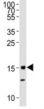 Western blot analysis of lysate from mouse C2C12 cell line using Histone H3 antibody diluted at 1:10