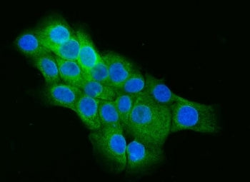 CIP4 Antibody / TRIP10