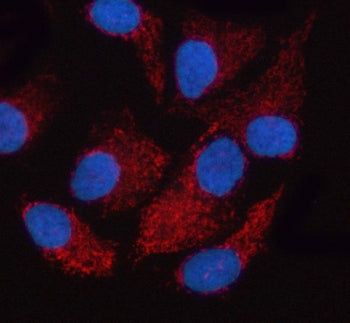 Immunofluorescent staining of FFPE human HeLa cells with OXCT2 antibody (red) and DAPI nuclear stain