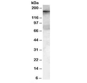 GEF5 Antibody