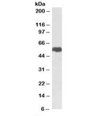 SLC40A1 Antibody