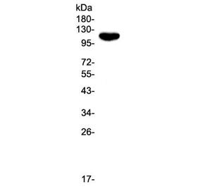 CD43 Antibody