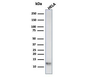 Western blot analysis of HeLa cell lysate using S100A4 antibody (clone S100A4/6799). Predicted molec
