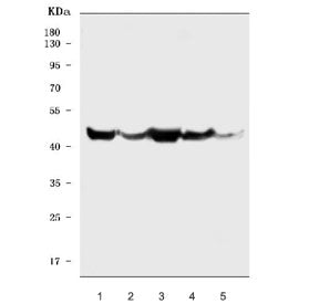PDK4 Antibody