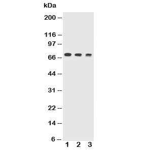 Trem1 Antibody