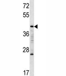 MAFA Antibody