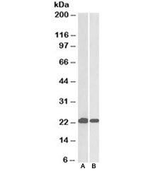 Western blot testing of HeLa [A] and Jurkat [B] lysates with DJ-1 antibody at 0.05ug/ml. Predicted m