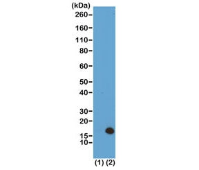 Western blot of recombinant Histone H3.3 (1) and acid extracts of HeLa cells (2) using recombinant H