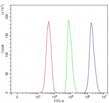TSSK4 Antibody / Testis-specific serine/threonine-protein kinase 4