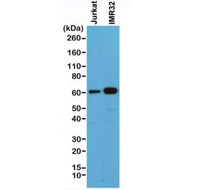 SMAD4 Antibody