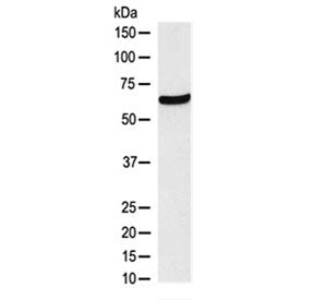 CDT1 Antibody