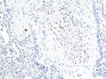 Granzyme B Antibody