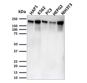 POLR2A Antibody / RNA polymerase II subunit RPB1