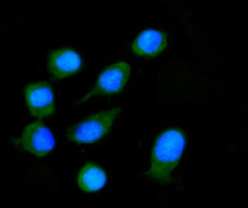 Immunofluorescent staining of FFPE human Caco-2 cells with Nucleoredoxin antibody (green) and DAPI n