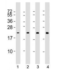 Western blot testing of human 1) MCF7, 2) A431, 3) A549 and 4) U87 MG cell lysate with RAB13 antibod