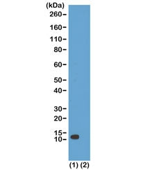 H4K20ac Antibody / Acetyl Histone H4 Lysine 20