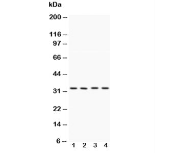 Caspase-7 Antibody