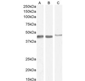 Smooth muscle alpha-actin Antibody