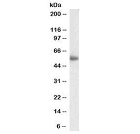 LILRA4 Antibody