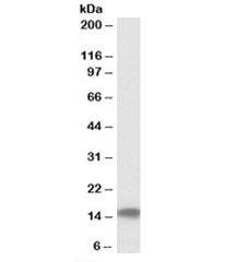 Western blot testing of human testis lysate with Cystatin C antibody at 0.1ug/ml. Predicted molecula