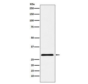 CBX7 Antibody