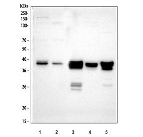 Western blot testing of 1) human HepG2, 2) human HeLa, 3) rat liver, 4) rat RH35 and 5) mouse liver 