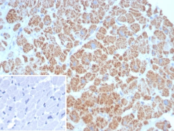 IHC staining of FFPE human heart tissue with SDHA antibody (clone SDHA/7492). Inset: PBS used in pla