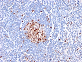 PCNA Antibody