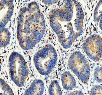 Flotillin 1 Antibody