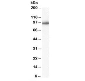 Importin beta Antibody
