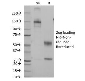 SDS-PAGE Analysis of Purified, BSA-Free CD7 Antibody (clone B-F12). Confirmation of Integrity and Pu