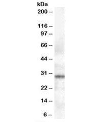 Western blot testing of human lymph node lysate with Syntaxin 6 antibody at 0.3ug/ml. Predicted mole
