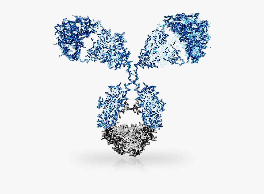 anti- Alpha actin antibody