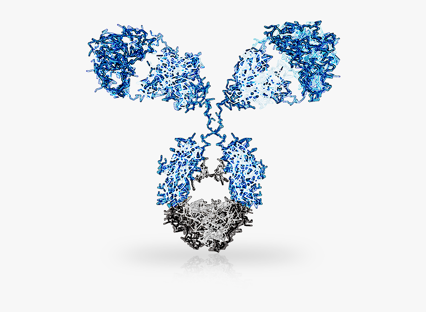 Biotin-Linked Polyclonal Antibody to Transferrin (TF)