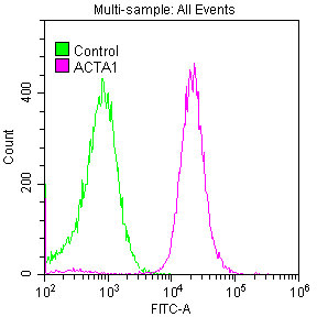 ACTA1 Antibody