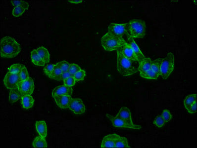 ACTA1 Antibody