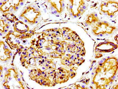 ACTA1 Antibody