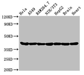 ACTA1 Antibody