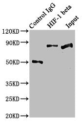 ARNT Antibody