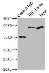 ARNT Antibody