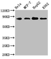 ARNT Antibody
