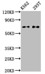 ATF2 Recombinant Monoclonal Antibody