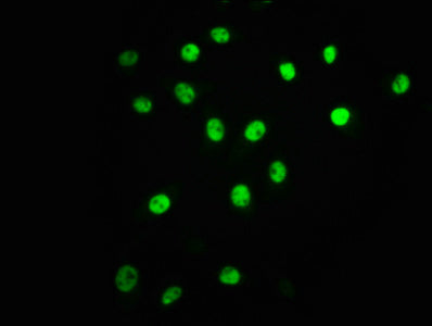 Phospho-ATF2 (T71) Antibody