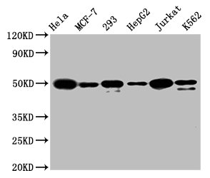 ATF4 Antibody